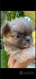 Chiwuawua