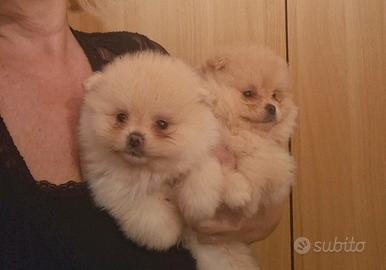 Spitz di Pomerania