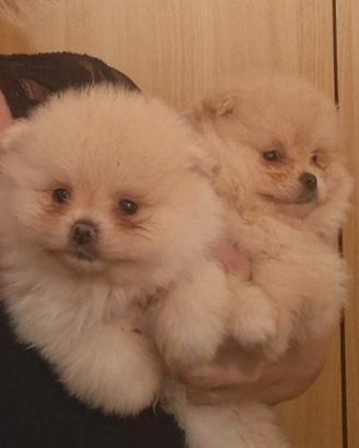 Spitz di Pomerania