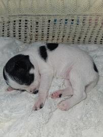 Chihuahua micro pedigree Enci