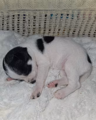 Chihuahua micro pedigree Enci