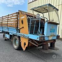 Falcia Carica Riberi