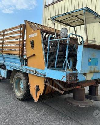 Falcia Carica Riberi