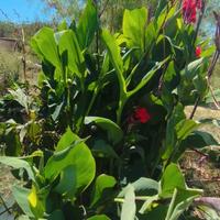 piante acquatiche e pesci rossi