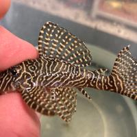 Hypancistrus L260