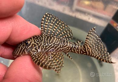 Hypancistrus L260