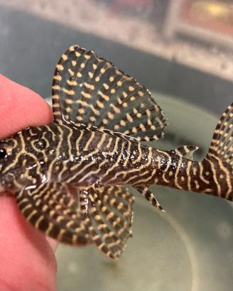 Hypancistrus L260