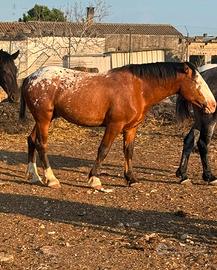 Appaloosa puledro