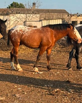 Appaloosa puledro
