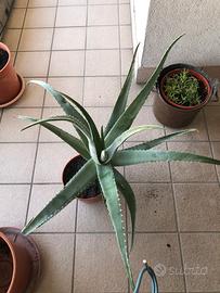 Pianta