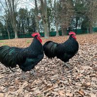 Galli e galline Australorp