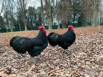 Galli e galline Australorp