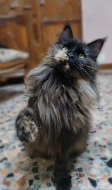 Femmina di Maine Coon Giovane Adulta