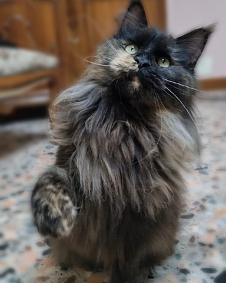 Femmina di Maine Coon Giovane Adulta