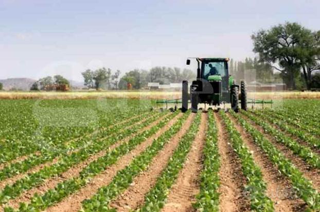 Terreno Agricolo Correzzola [0630252887VRG]