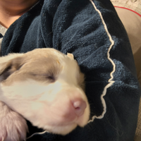 Splendidi Cuccioli di Pastore Australiano