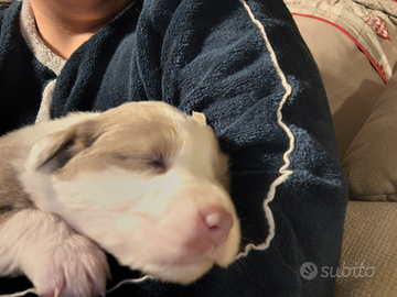 Splendidi Cuccioli di Pastore Australiano