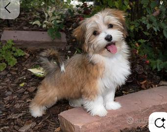 CERCOBHavanese / Maltese cucciolo