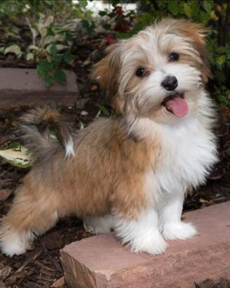 CERCOBHavanese / Maltese cucciolo