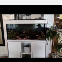 ACQUARIO PESCI 200LT