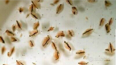 Starter dafnie (cibo vivo)