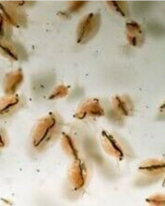 Starter dafnie (cibo vivo)