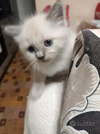 Gatti ?