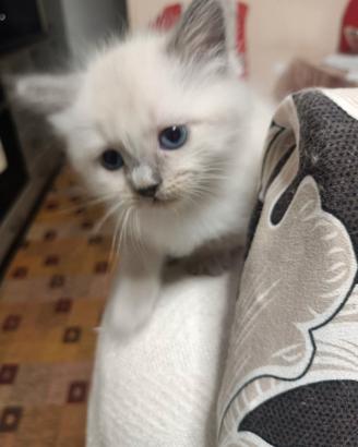 Gatti ?