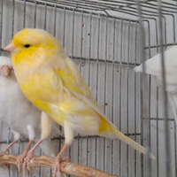 Coppie di canarini migliorati