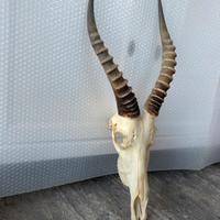 Trofeo di caccia Damaliscus, antilope Africana