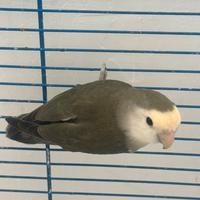 Inseparabili allevato a mano