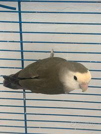 Inseparabili allevato a mano