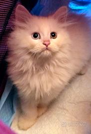 Cucciolo gatto Angora turco CATANIA