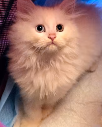 Cucciolo gatto Angora turco CATANIA