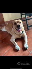 Labrador Maschio per monta