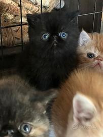 Gatti exotic shorthair