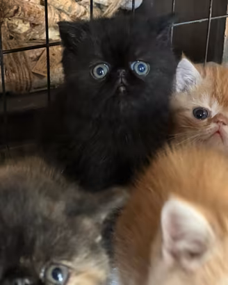 Gatti exotic shorthair