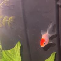 Oranda testa di leone