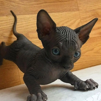 Gatto sphinx