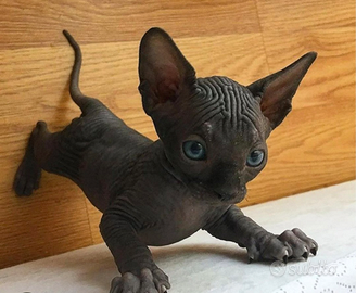 Gatto sphinx
