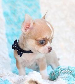 CUCCIOLI di CHIHUAHUA TOY pagamento in 12 mesi