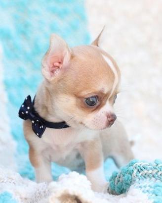 CUCCIOLI di CHIHUAHUA TOY pagamento in 12 mesi