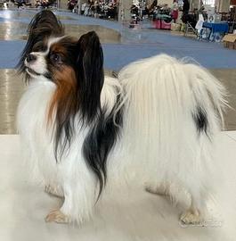 Maschio Papillon per monte