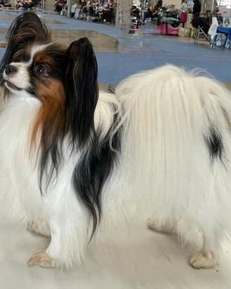 Maschio Papillon per monte