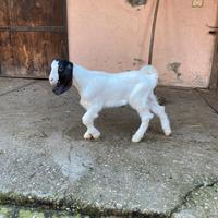 Capretto maltese puro