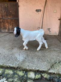 Capretto maltese puro