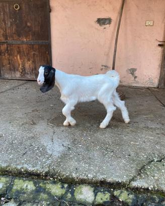 Capretto maltese puro