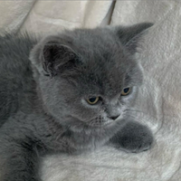 Cucciolo scottish straight