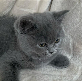 Cucciolo scottish straight