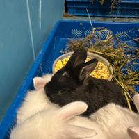 Cuccioli di coniglio